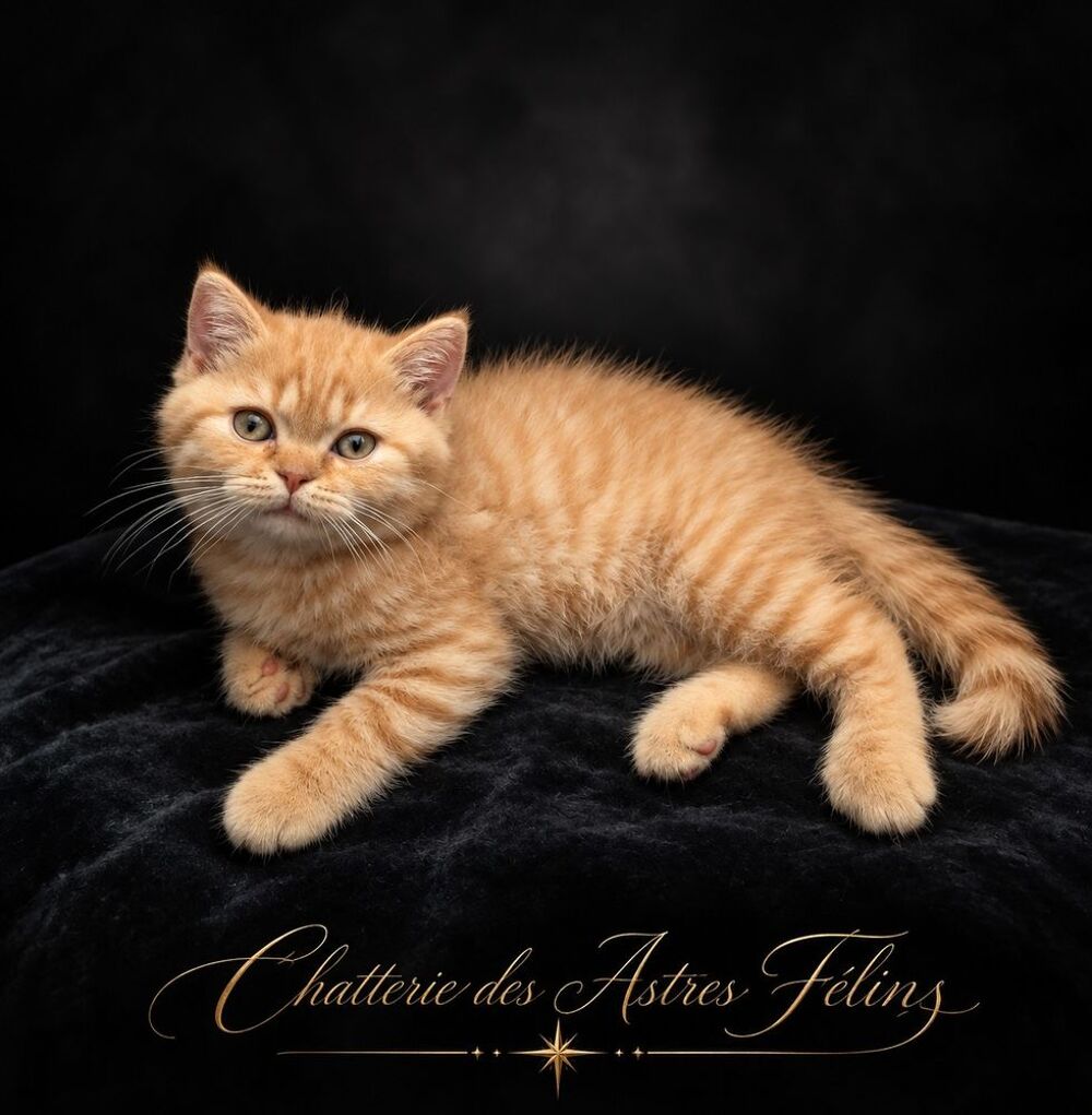   Chaton mâle Roux British Shorthair LOOF 