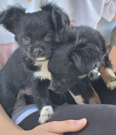 Chihuahua males 1000 34500 Bziers