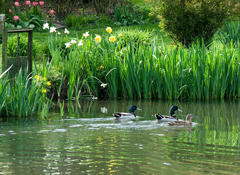  canard colvert 0 60000 Fouquenies