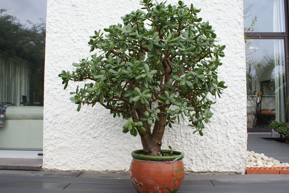 Plante de jade Jardin