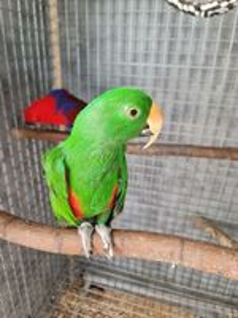   couples d'Eclectus mâle et femelle de 14 et 13 ans. 