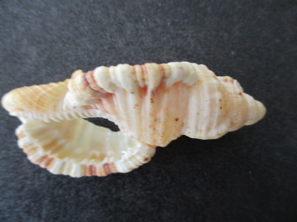 coquillage 