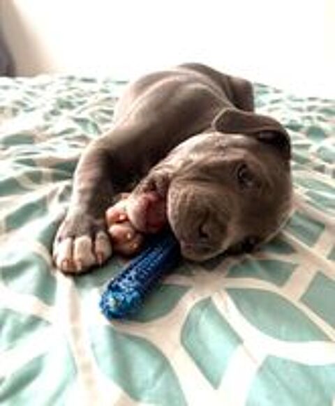   contre bons soins  staffie  de 6 mois  