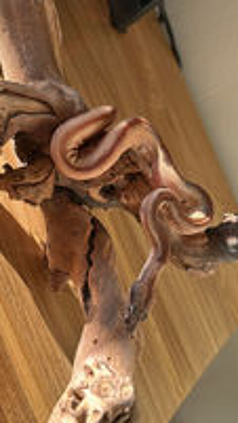   Serpent 