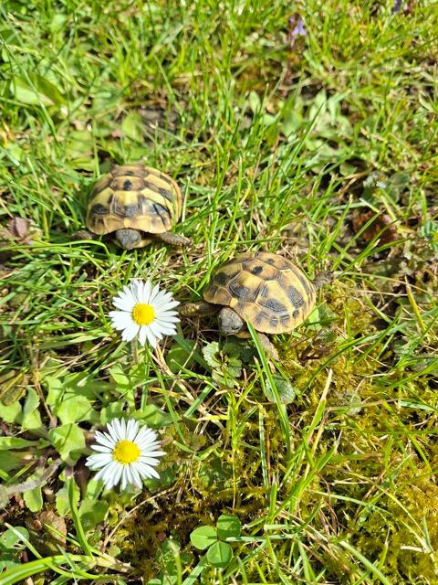 Tortue de terre  110 91800 Brunoy