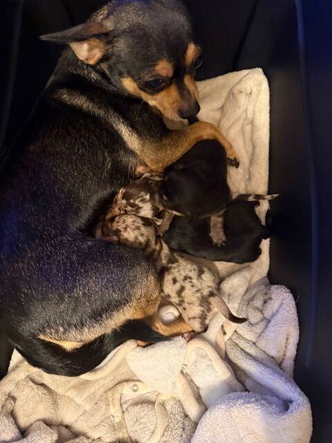 4 magnifiques chihuahuas dont 3 femelles 1 m&acirc;le trop chou 0 94290 Villeneuve-le-roi