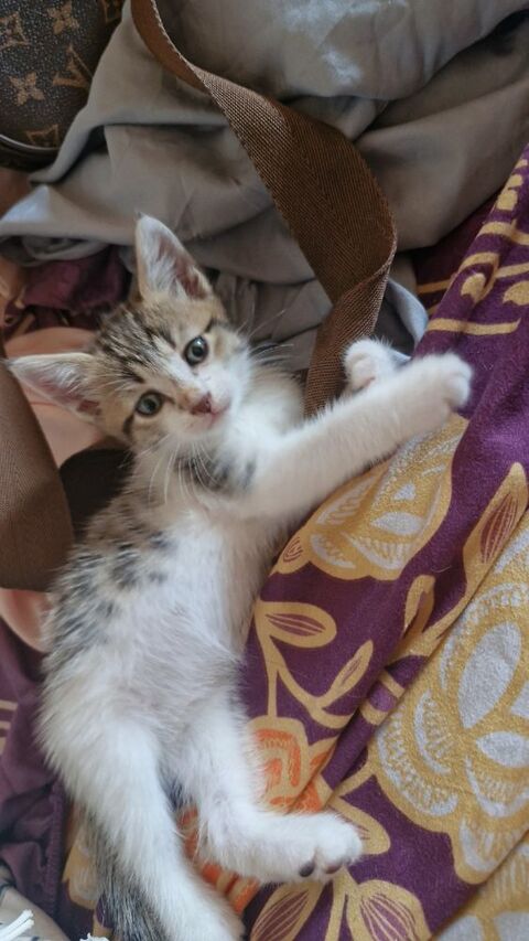Chaton adorable tr&egrave;s joueurs doux et calin 0 93600 Aulnay-sous-bois