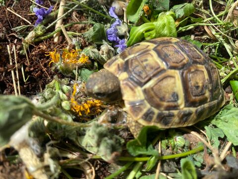 Tortue de jardin 80 95140 Garges-ls-gonesse