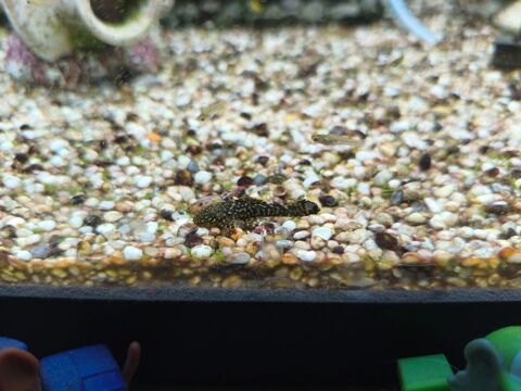 Ancistrus et guppy 5 72270 Bousse