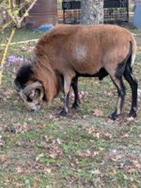   Mouton du Cameroun  