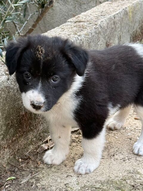 Chiots &agrave; r&eacute;server  700 13400 Aubagne