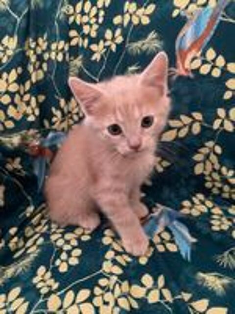   chaton 