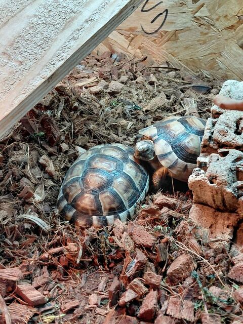 Tortues Marginata et Steppes 160 26200 Montélimar