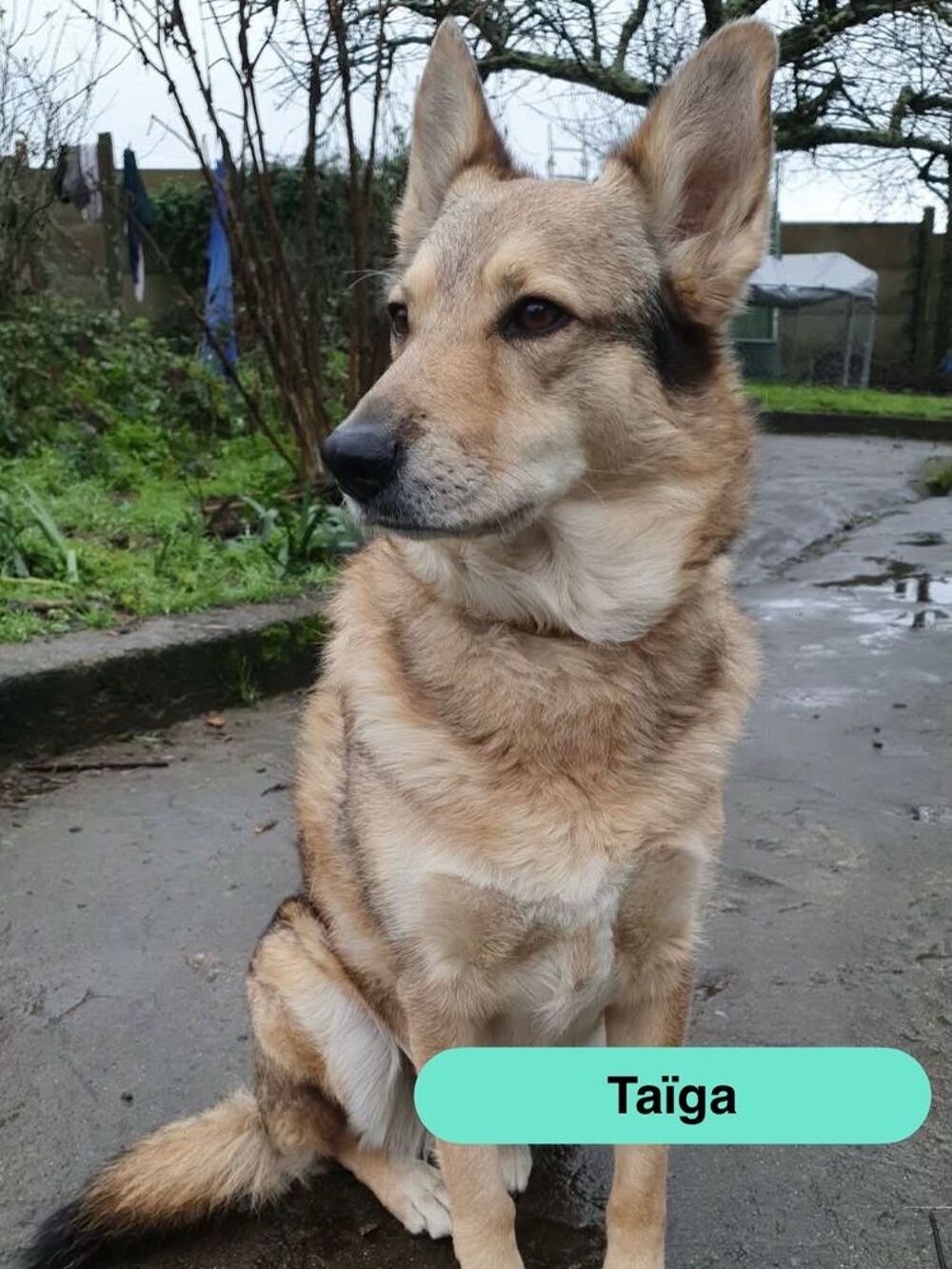   Taiga, chienne loup tch�que � adopter 