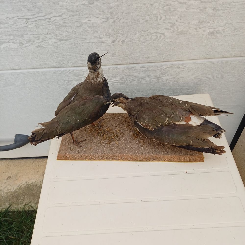 taxidermie empaille vanneau huppe Décoration