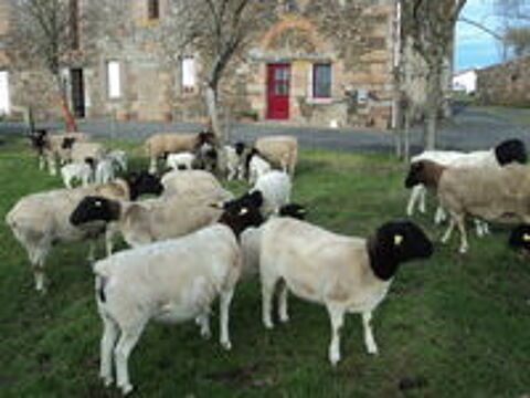   Moutons Dorper 