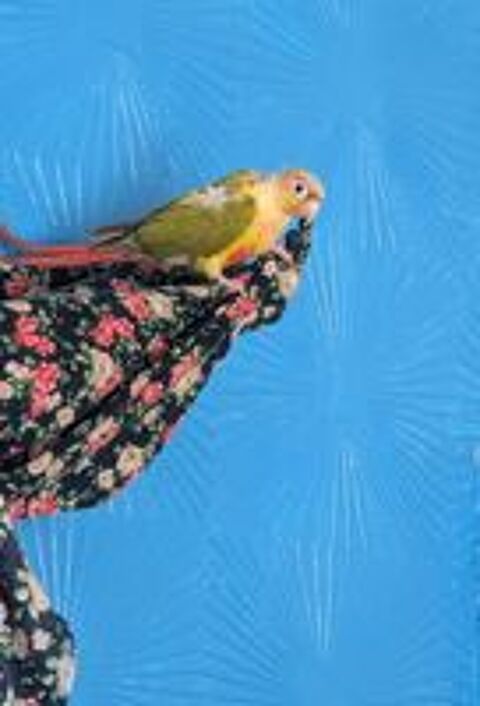   Perruche race Conure Ananas molinae 