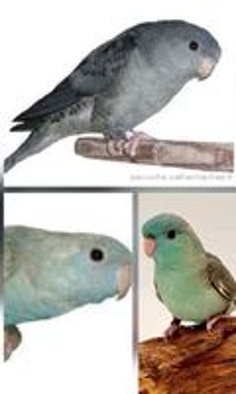   Description
Cherche perruches Bourkes et Catherines Touï  