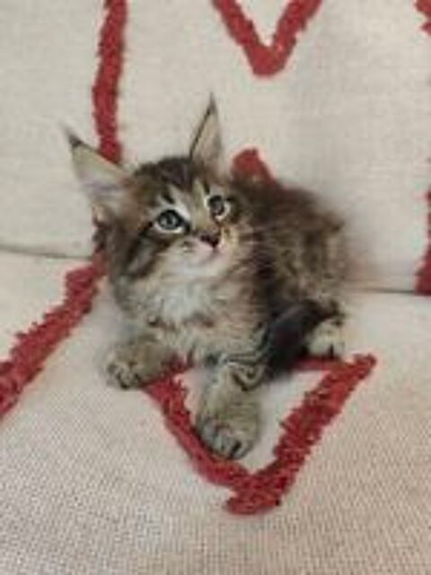   Chatons Maine Coon à réserver  
