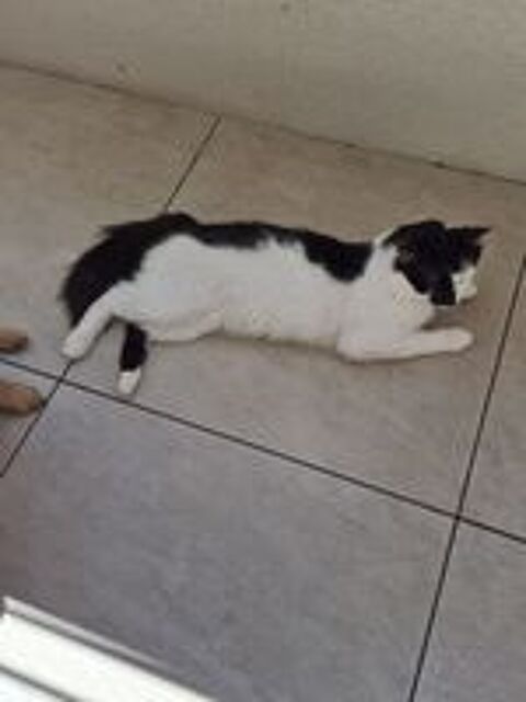   Chat Européen  