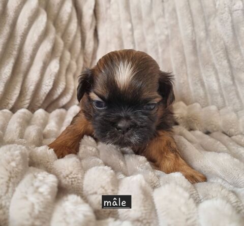 Chiots shih tzu a r&eacute;server 1000 17000 La rochelle