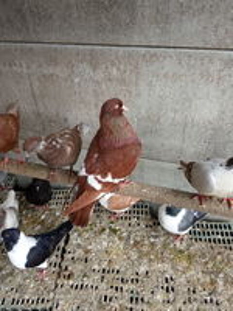   pigeons lynx de pologne nés 2024/2025. 