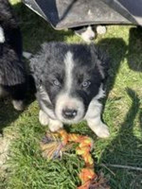   Magnifique chiot Border collie 