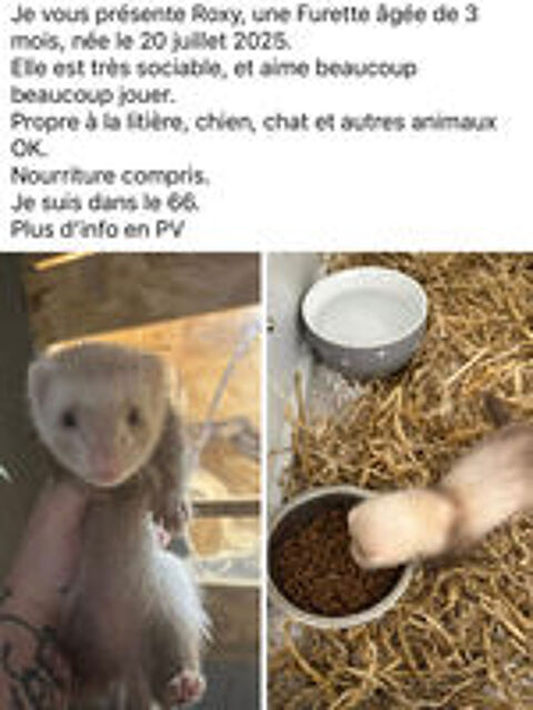  Furette à adopter  