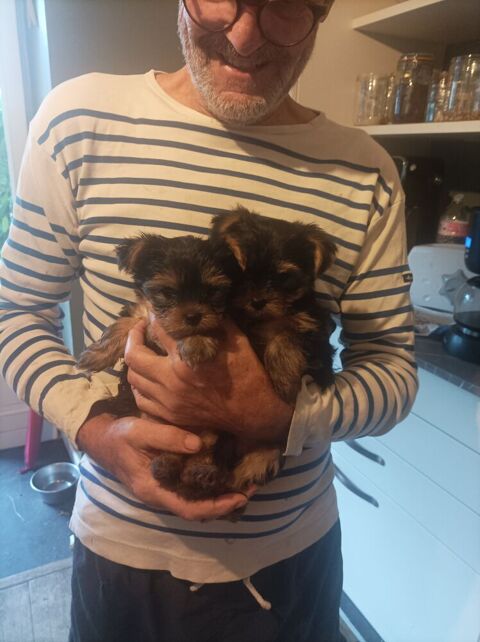 Chiots Yorkshire terrier 950 35630 Hédé