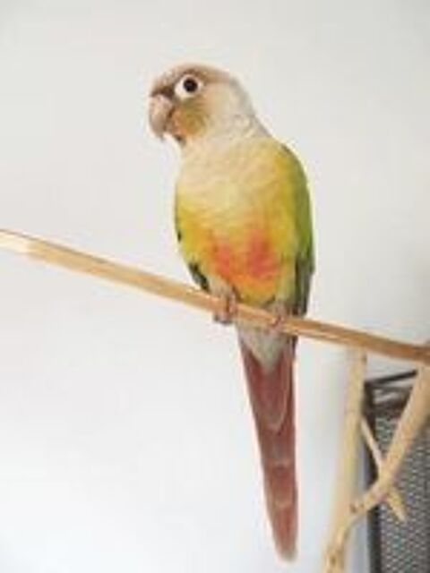   Très Beau Couple Reproducteur De Conure Molinaé ANANAS 2023 