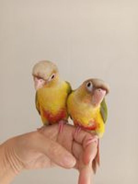   Conure molinae EAM  