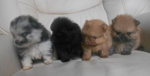 Adorables chiots Spitz de Pomranie nain ou micro nonLOF 18210 Thaumiers