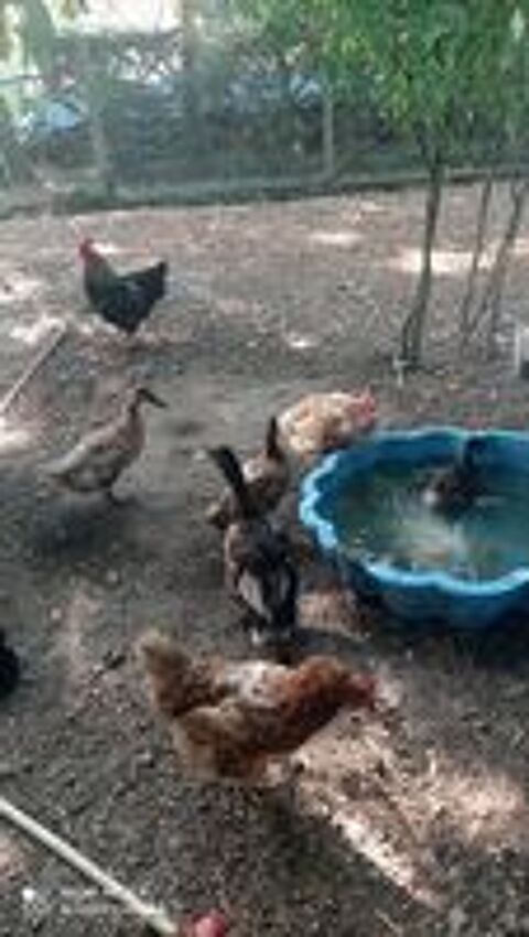   Canard colvert  