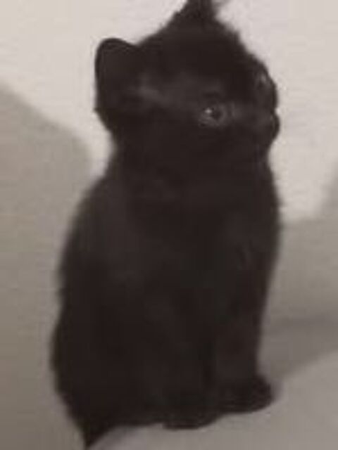   Chat TIKA à l adoption 