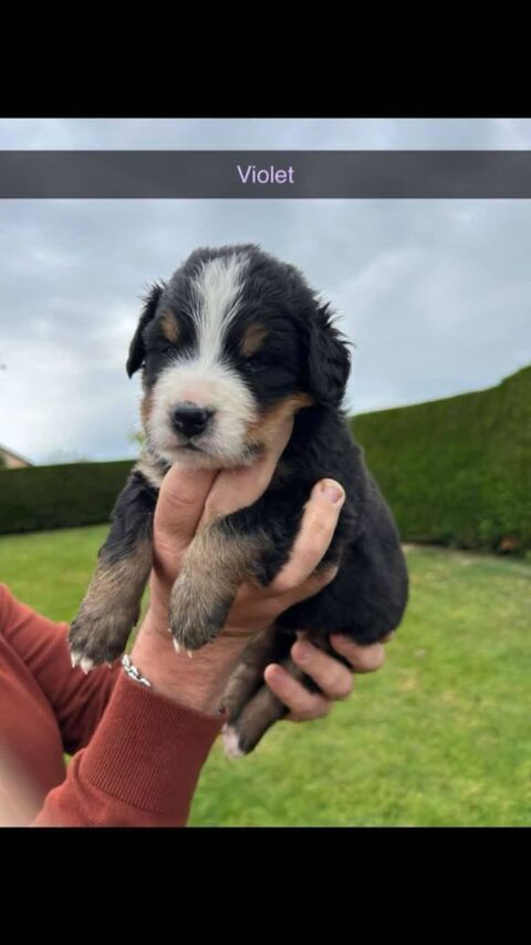 A REVERSER CHIOTS BOUVIER BERNOI   800 45250 Briare