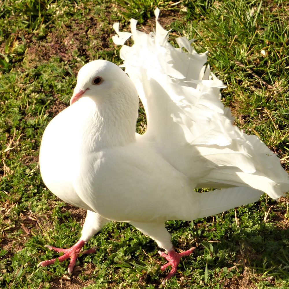   donne pigeons paons blancs pour se libérer des animaux.
