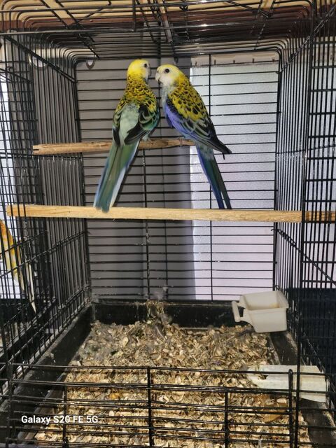 Couple de Palliceps 100 01330 Villars-les-dombes