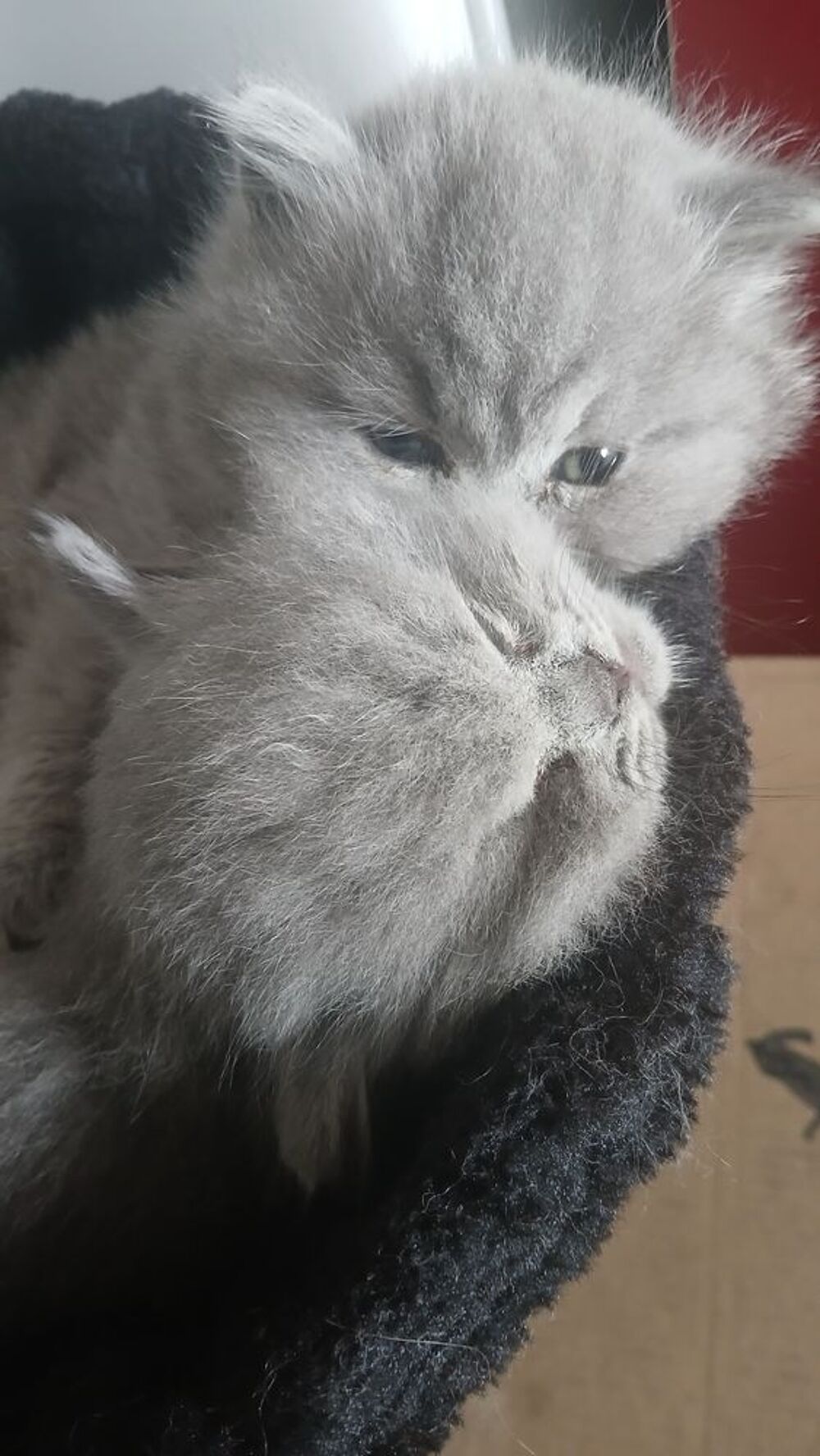   3 bbs chatons pur race british long hair 