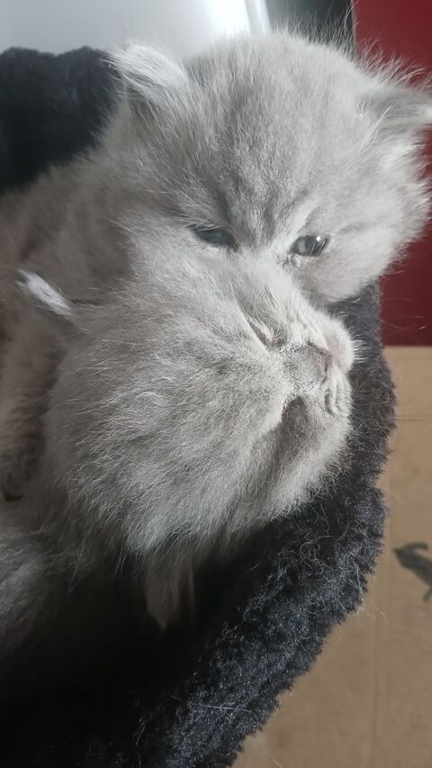 3 bébés chatons pur race british long hair 600 93200 Saint-denis
