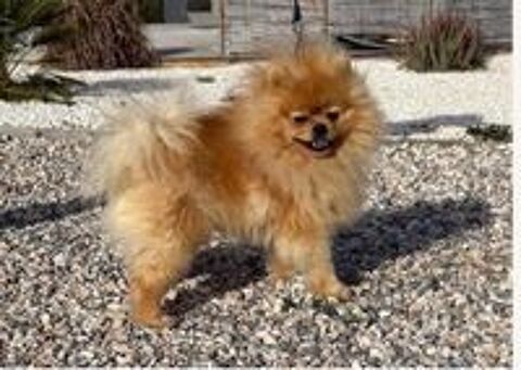   👑🐕 Spitz nain LOF mâle – Prestige & Origines russes, mini gabarit ✨🐾 