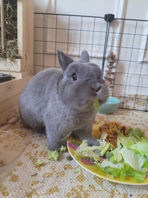Oreo, un petit ronchon au grand coeur 0 62130 Wavrans-sur-ternoise