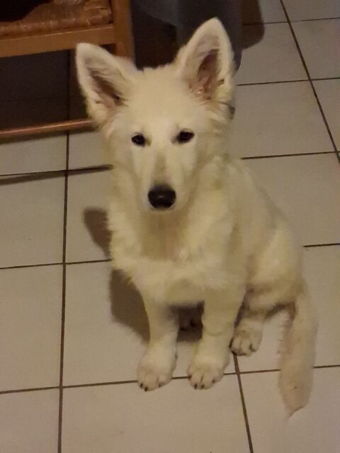 Chiot femelle  berger blanc suisse 1000 56800 Taupont