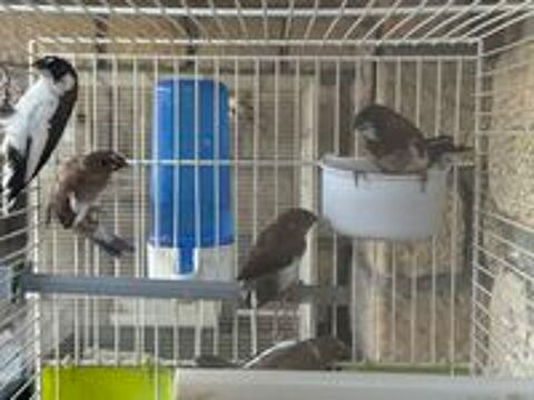   Oiseau moineau du japon 