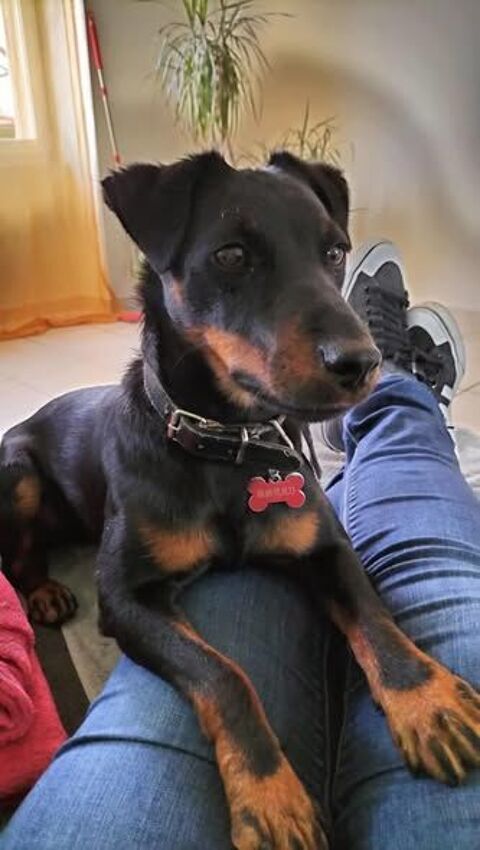 Chien TWIX &agrave; l adoption 350 38150 La chapelle-de-surieu