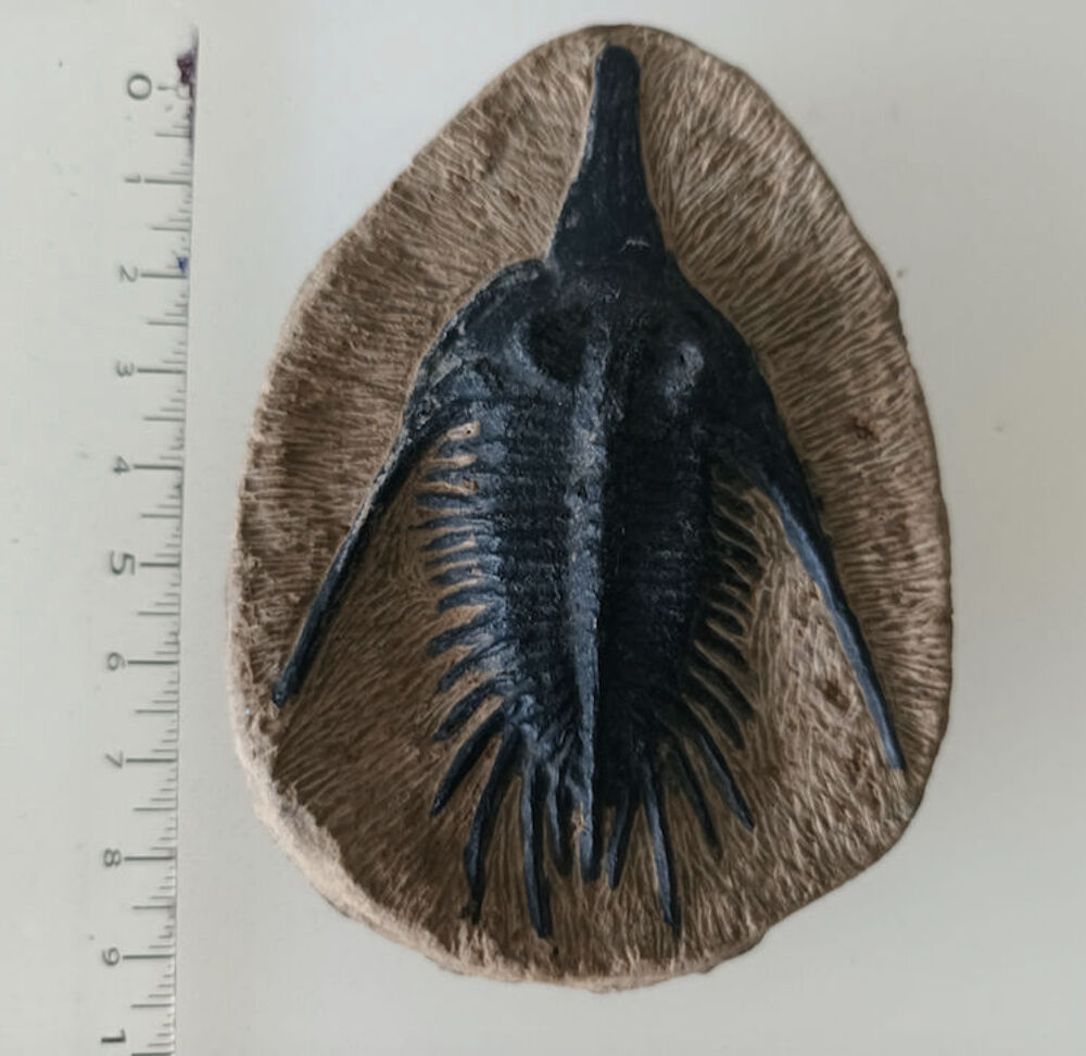 Fossile TRILOBITE sur gangue 