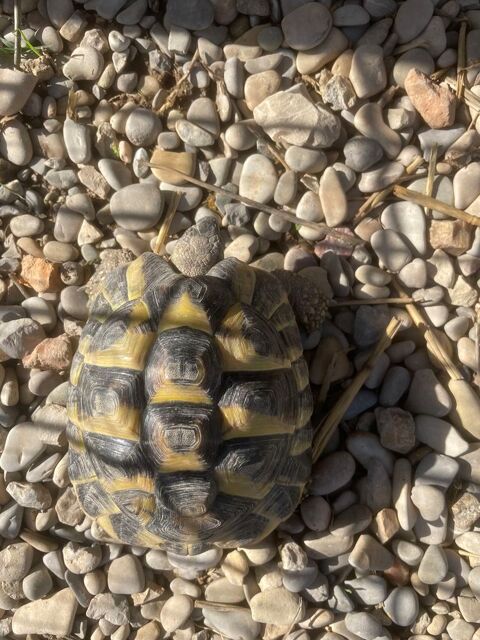 Tortue mâle Hermann 80 84150 Jonquires