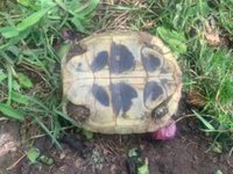   Tortue boettgeri de deux ans  