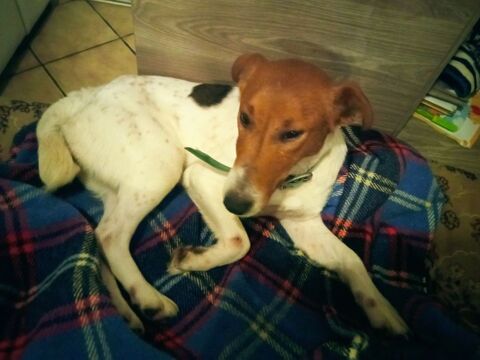 Chien fox terrier 0 68118 Hirtzbach