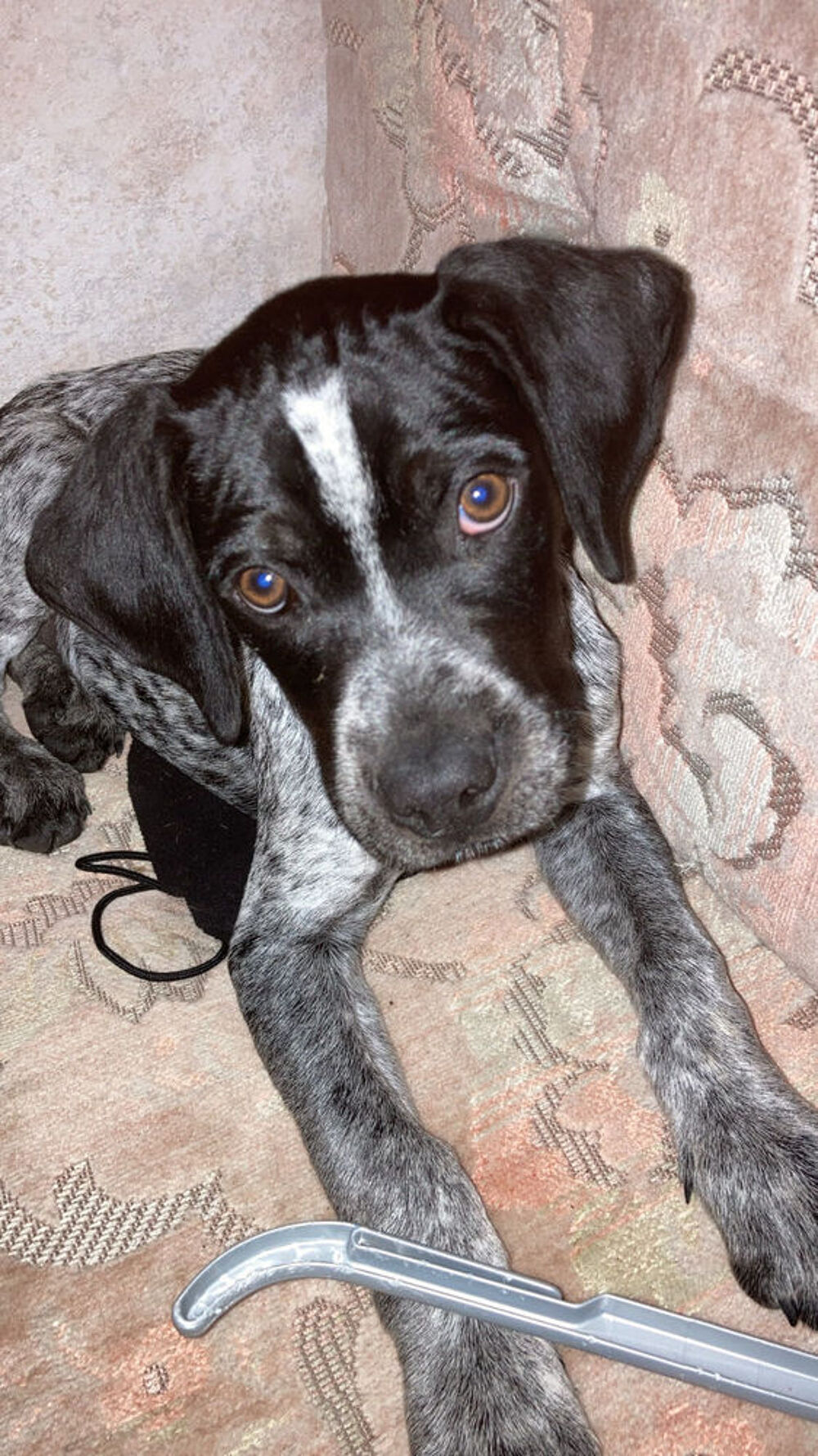 chiot braque fran&ccedil;ais 