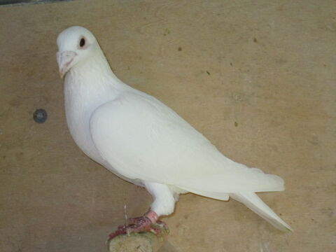 PIGEONS VOYAGEURS BLANCS 30 80150 Cr�cy-en-ponthieu